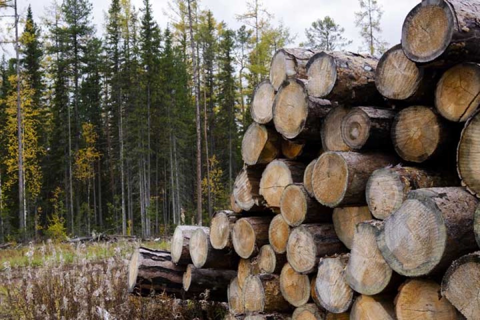 bomenkap voor biomassa palmolie