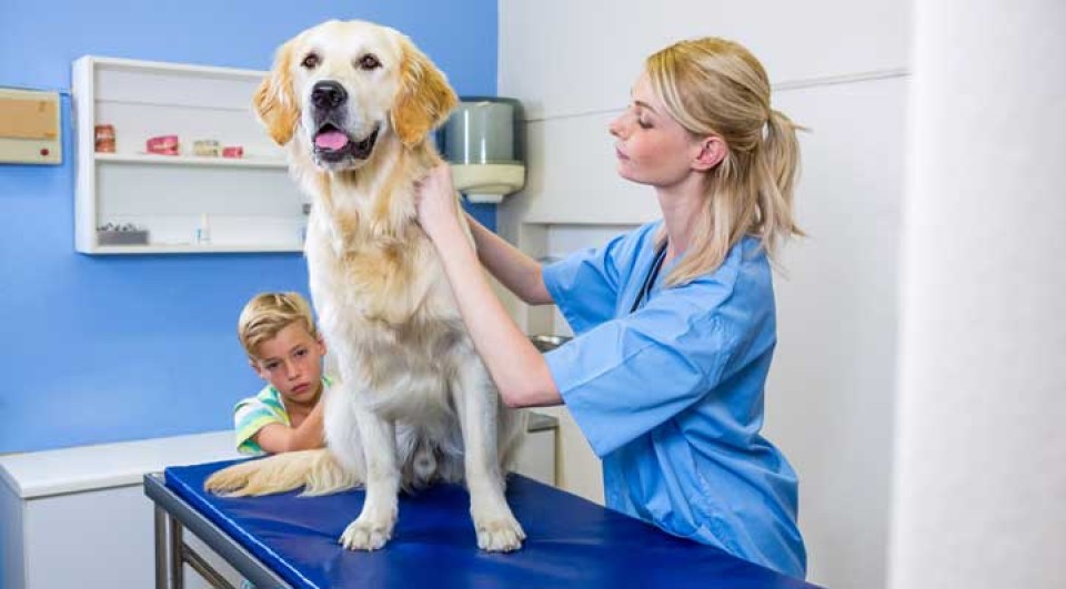 hond bij de dierenarts