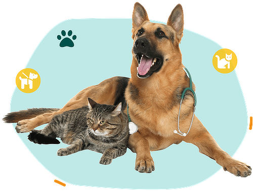 hond en kat dierenverzekering vergelijken