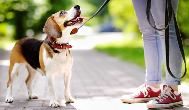 hond uitlaten tijdens corona hond uitlaten tijdens corona