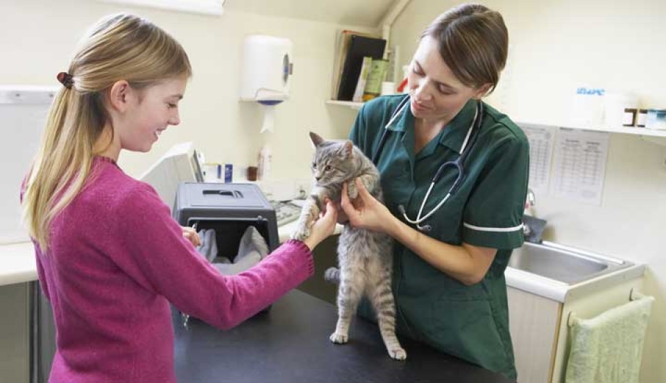 kat bij de dierenarts