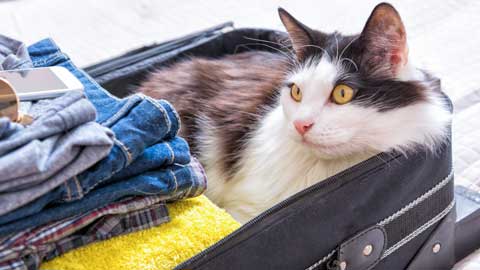 kat of hond mee op vakantie