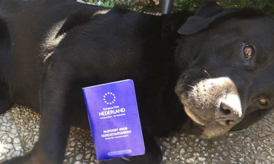 paspoort voor huisdieren