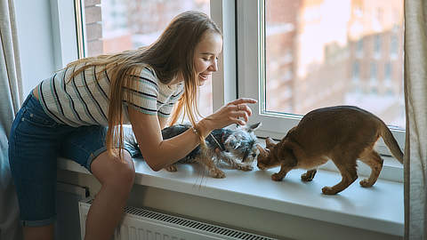 schade door huisdier