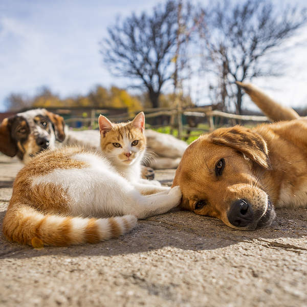 huisdieren schade verzekerd